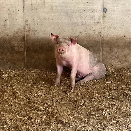 Panorama Апартаменты *