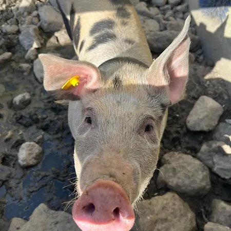 Panorama Хиппах