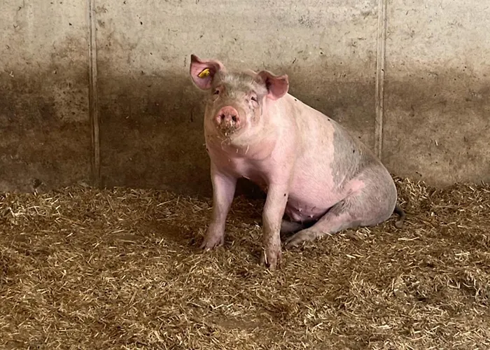 Panorama Апартаменты *